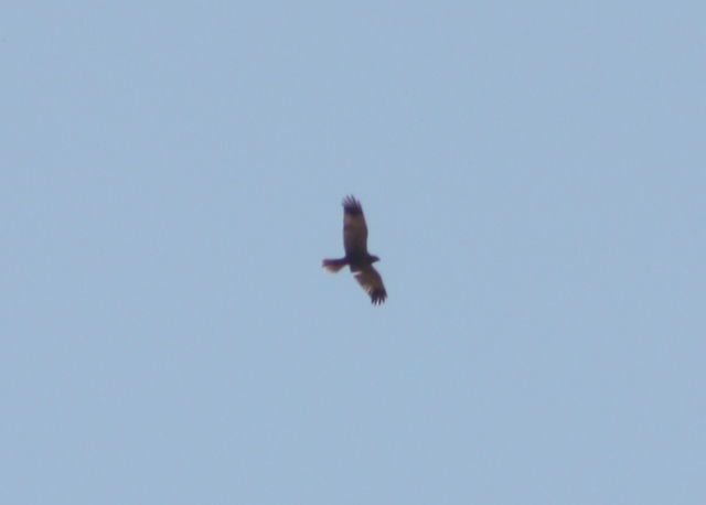 Rapace in volo sul giardino